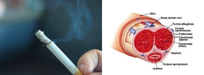 吸菸會損害血管 吸菸會損害血管
